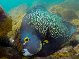 Image of Angelfish