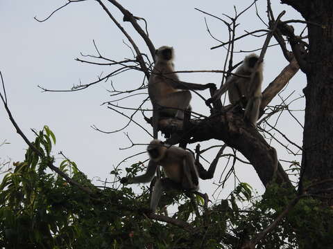 صورة Semnopithecus hypoleucos Blyth 1841