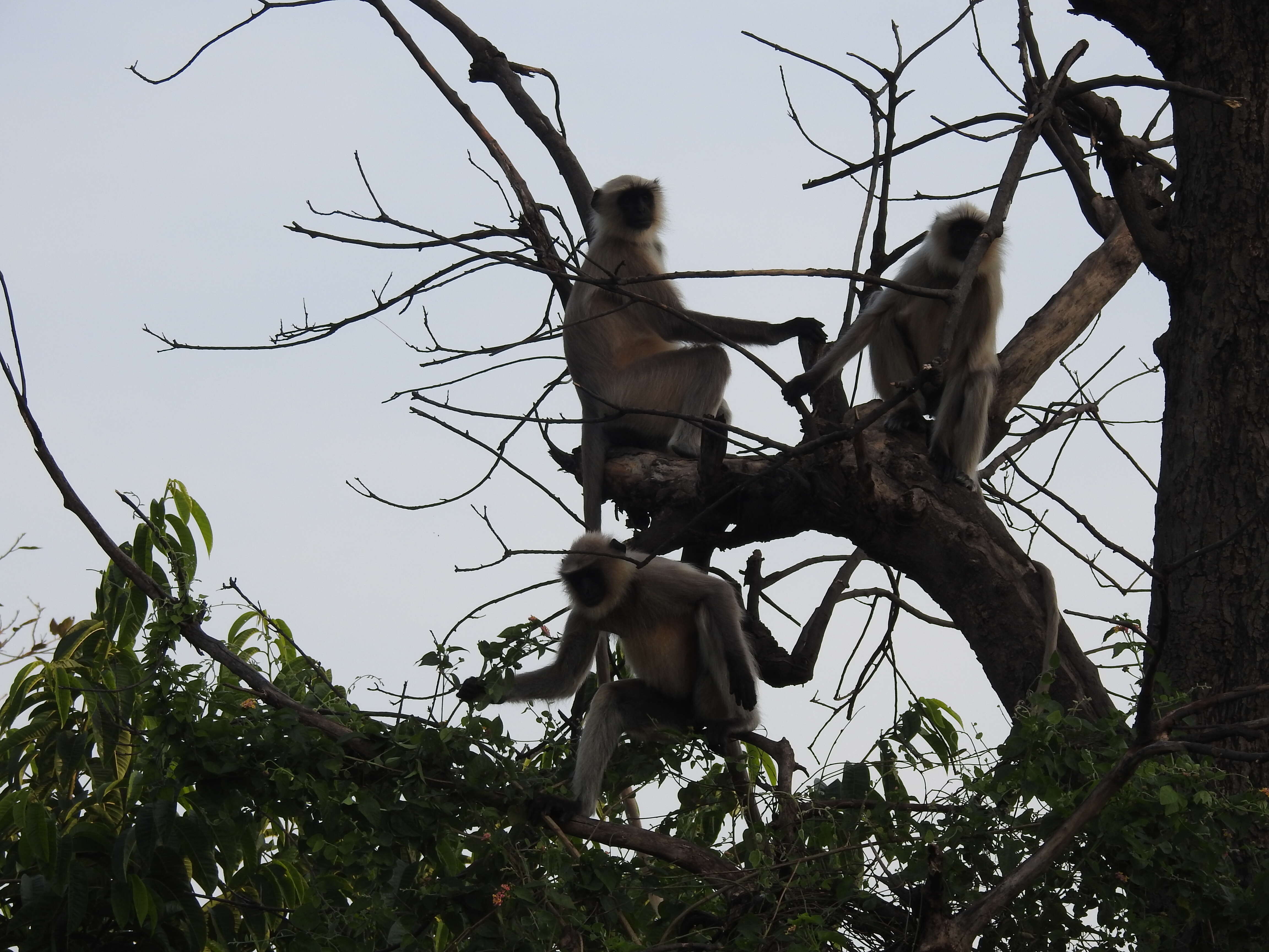 صورة Semnopithecus hypoleucos Blyth 1841