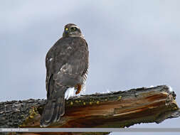 Image of Eurasian Sparrowhawk