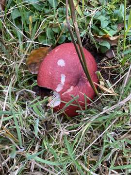 Image of Russula sanguinaria (Schumach.) Rauschert 1989