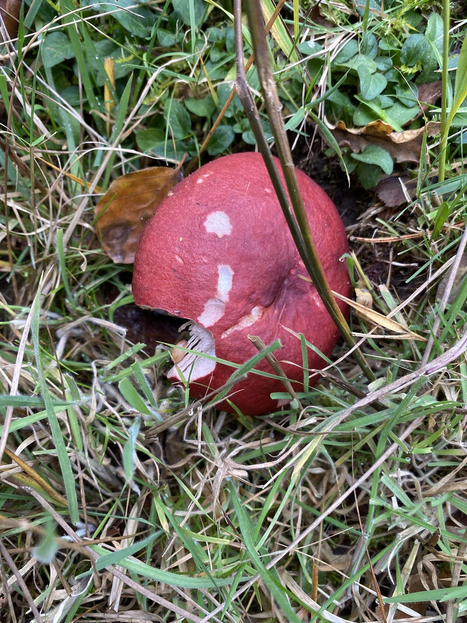 Image of Russula sanguinaria (Schumach.) Rauschert 1989