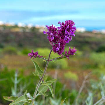 صورة Salvia canariensis L.