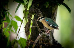 Plancia ëd Pitta brachyura (Linnaeus 1766)