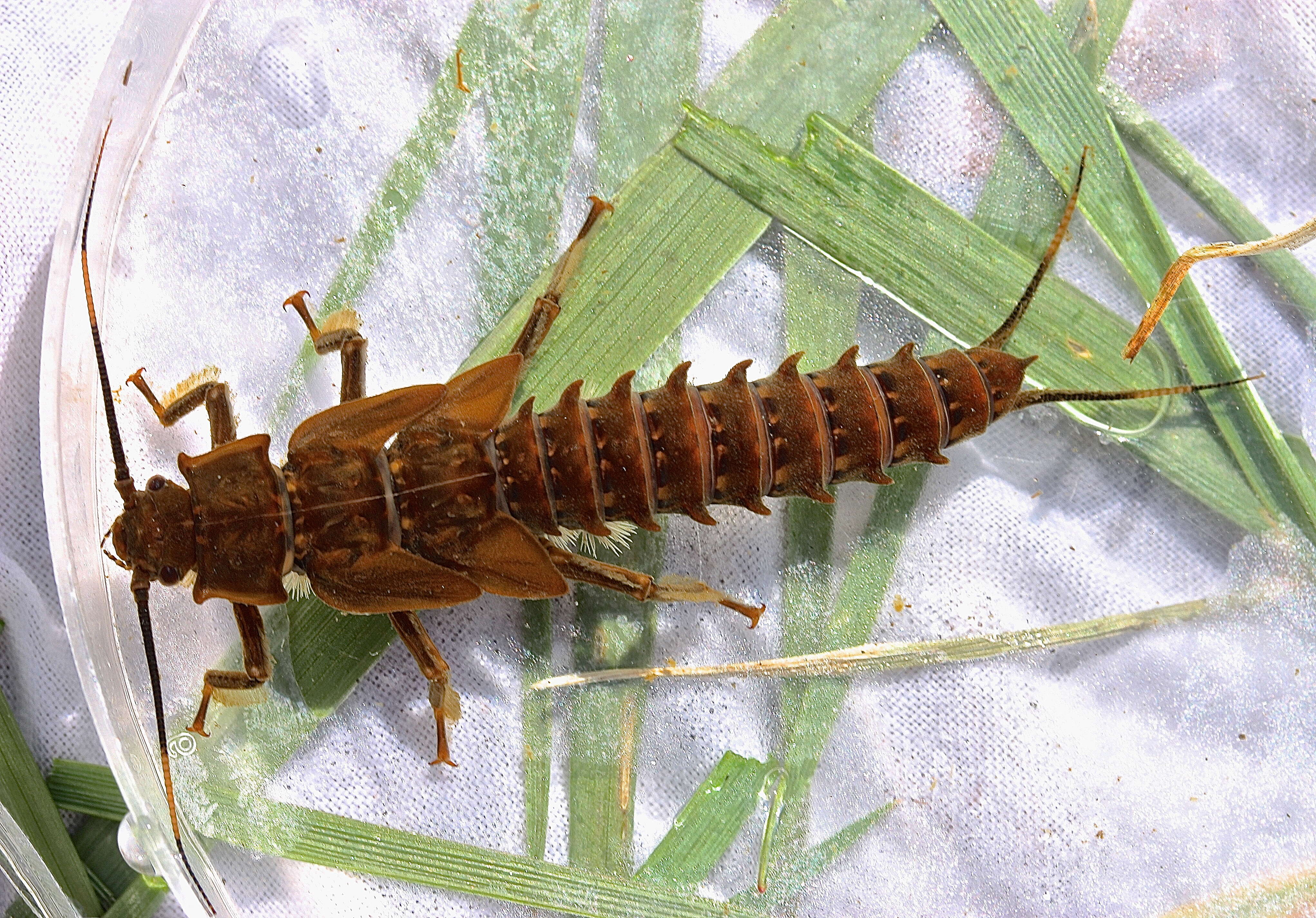 Image of Knobbed Salmonfly