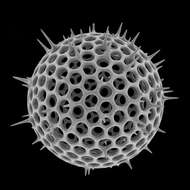 Image of Radiolaria