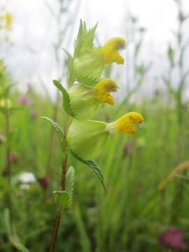 Image of Yellow rattle