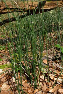 Image of Common Scouring-Rush