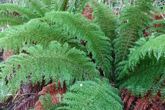 Image of Common Crape Fern