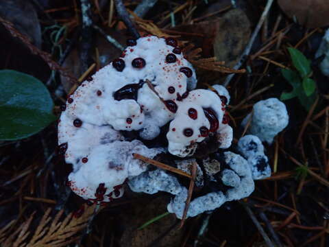 Image of Hydnellum peckii Banker 1912