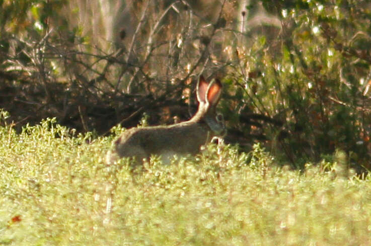 Lepus corsicanus de Winton 1898 resmi