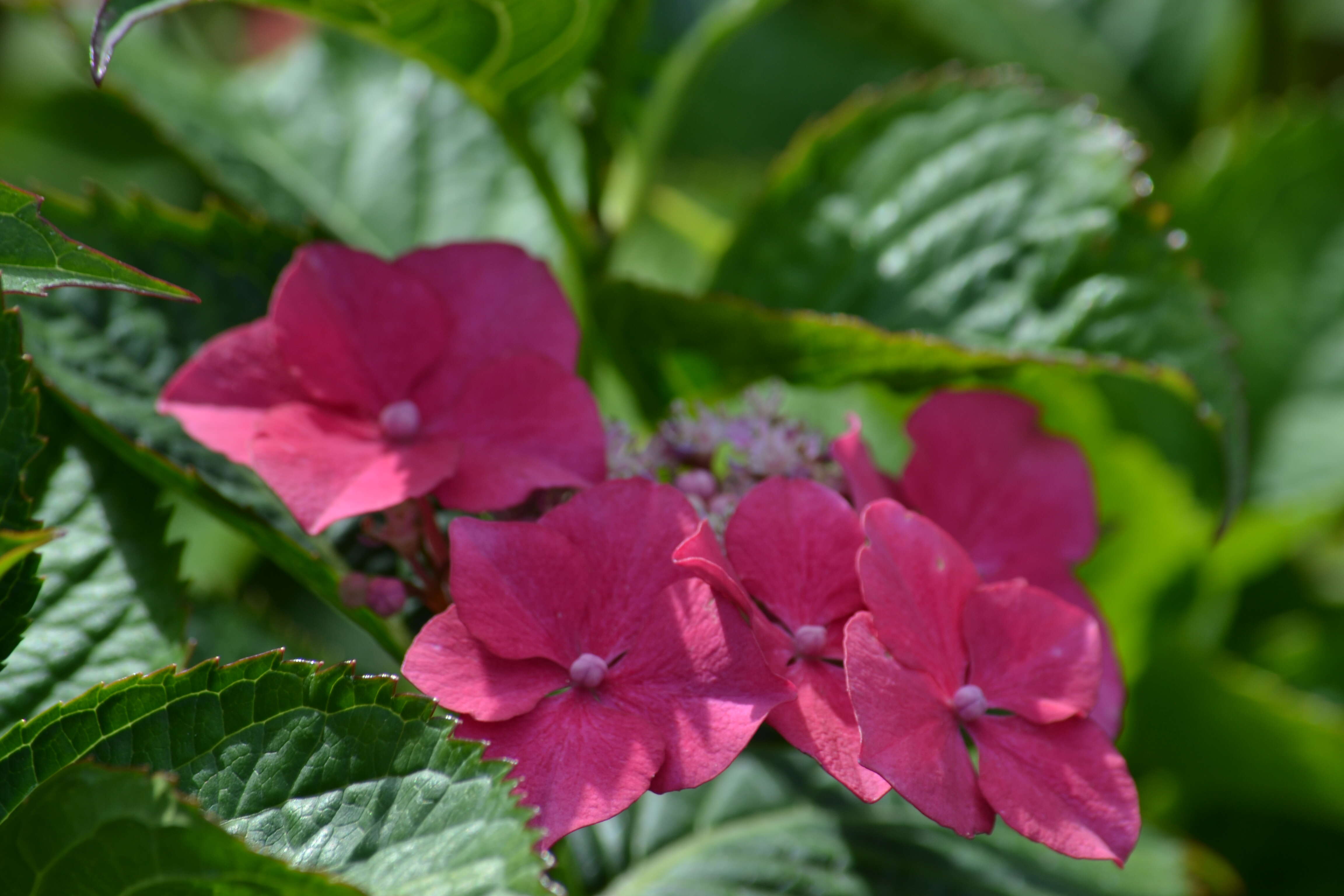 Image of Bigleaf Hydrangea