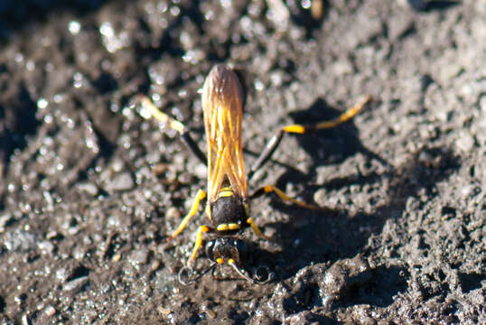 Image of mud daubers