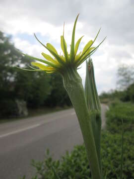 Image of yellow salsify