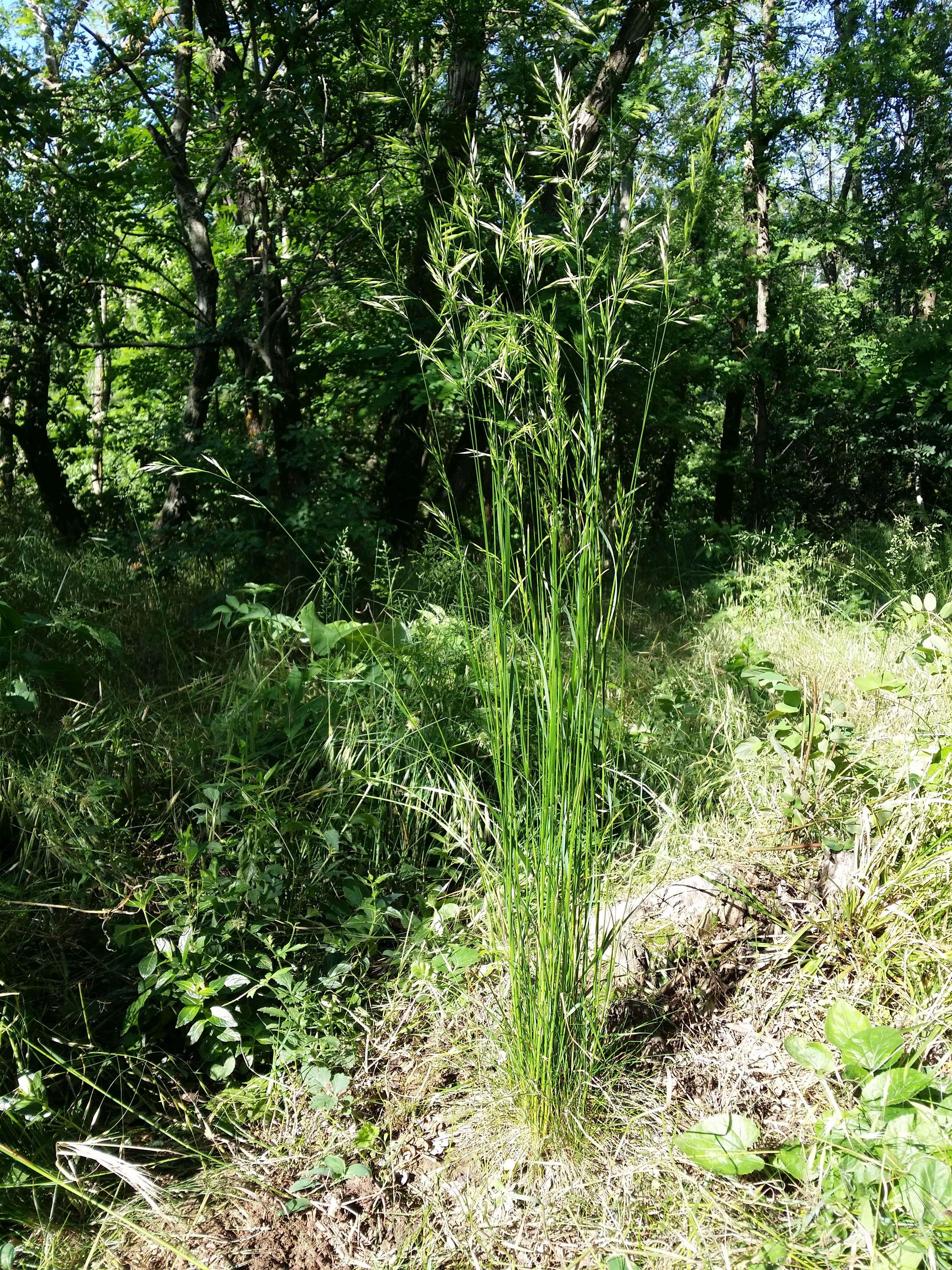 Image of variousleaf fescue