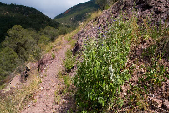 Image of rock sage