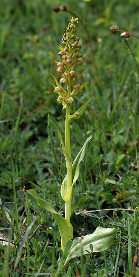 Plancia ëd Dactylorhiza viridis (L.) R. M. Bateman, Pridgeon & M. W. Chase