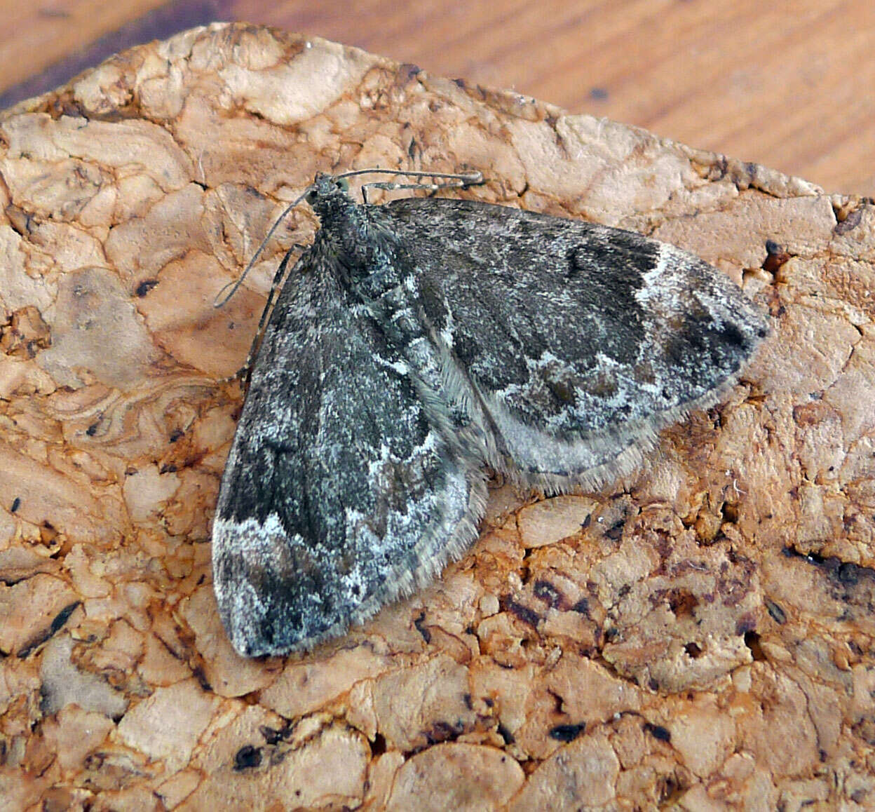 Image of common marbled carpet