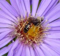 Plancia ëd Lasioglossum calceatum (Scopoli 1763)