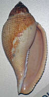 Image of Athleta abyssicola (A. Adams & Reeve 1848)