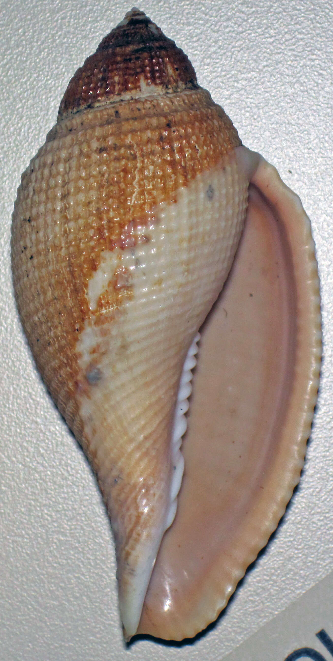 Sivun Athleta abyssicola (A. Adams & Reeve 1848) kuva