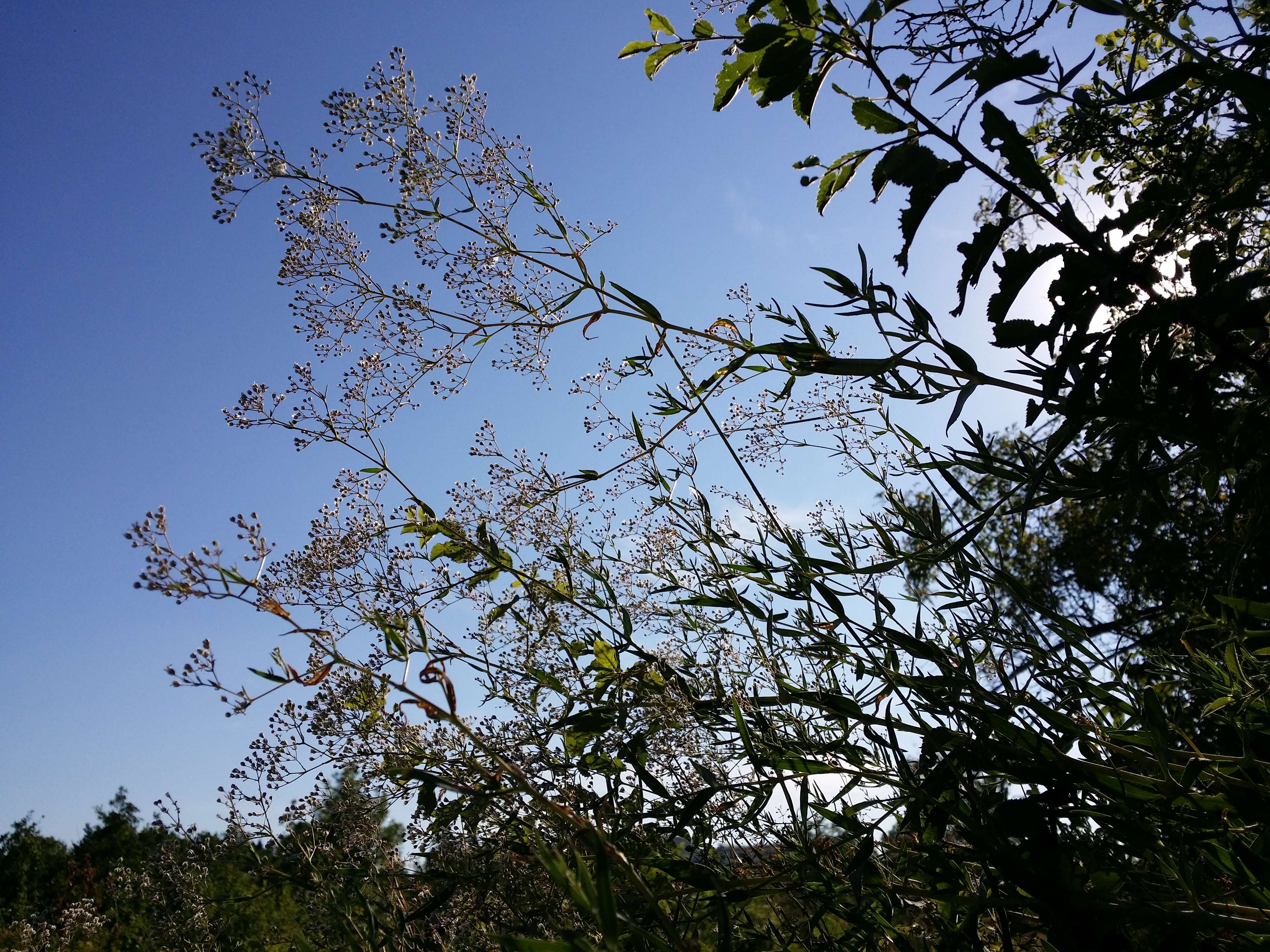 Image de Gypsophila paniculata L.