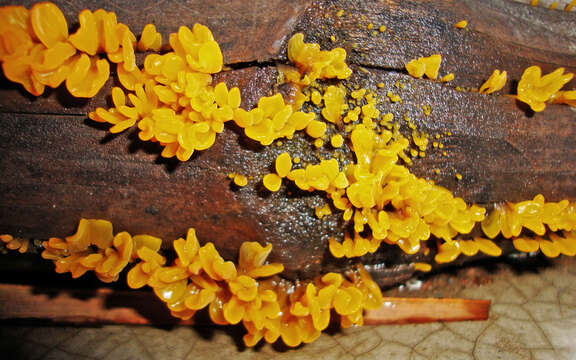 Image of Dacrymyces chrysospermus Berk. & M. A. Curtis 1873