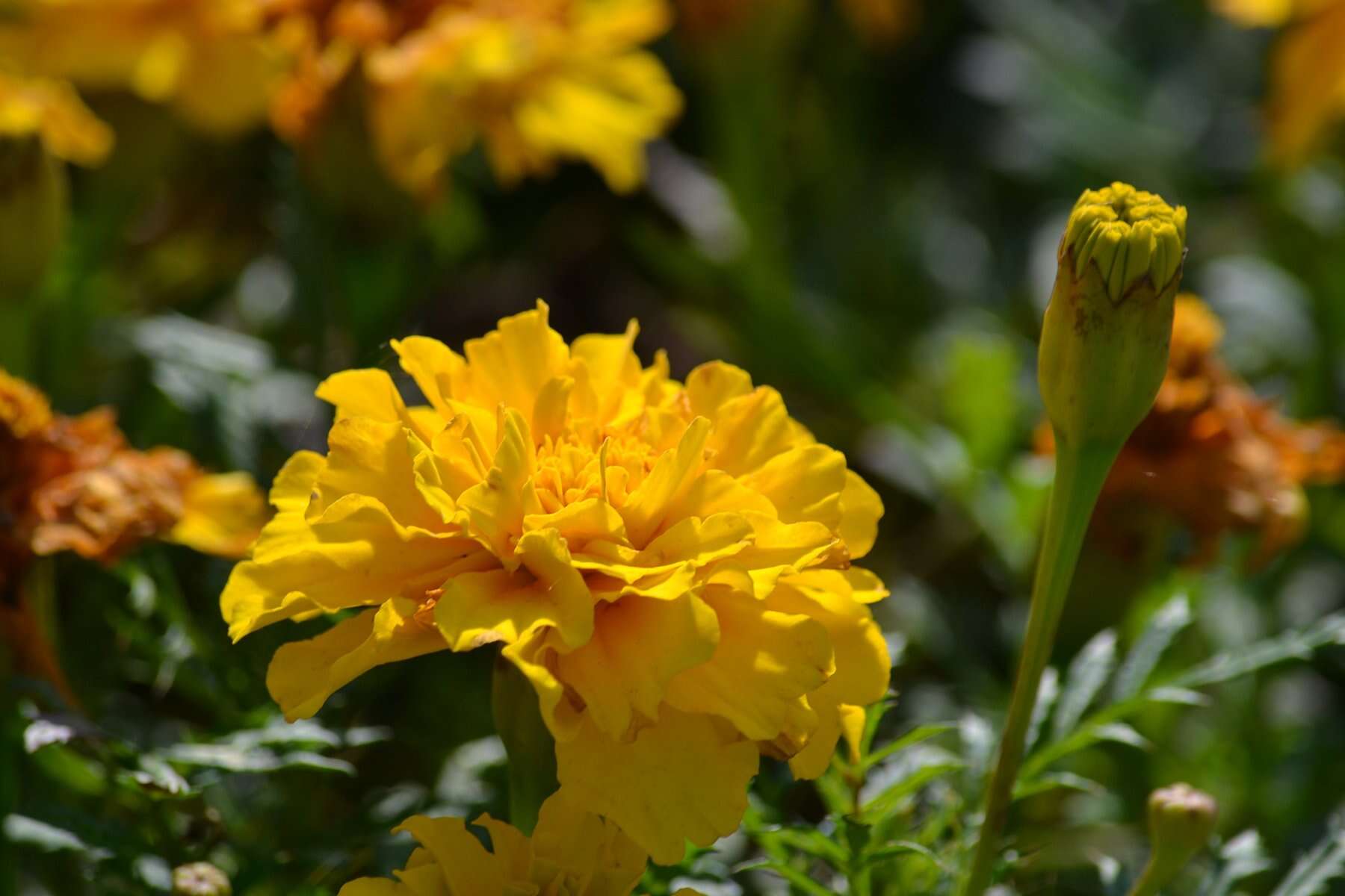 Image of French marigold