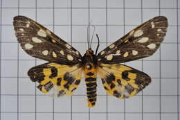 Image of Aglaomorpha histrio (Walker 1855)