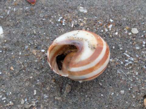 Image of Brown Lipped Snail