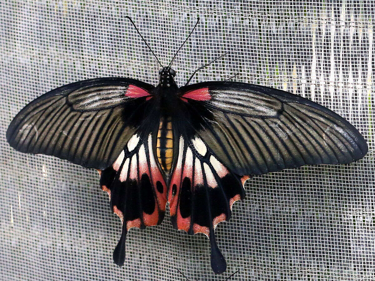 Sivun Papilio memnon Linnaeus 1758 kuva