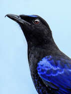 Image of Malabar Whistling Thrush