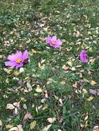 Image of garden cosmos