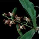 Image of Banded butterfly orchid
