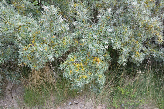 Image of Sea-buckthorn