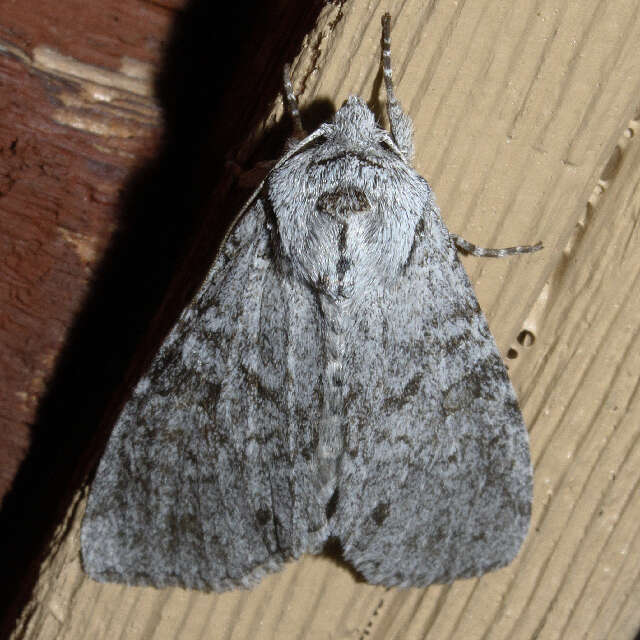 Image of Piney Moth