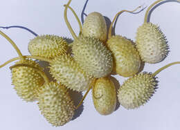 Image of West Indian gherkin