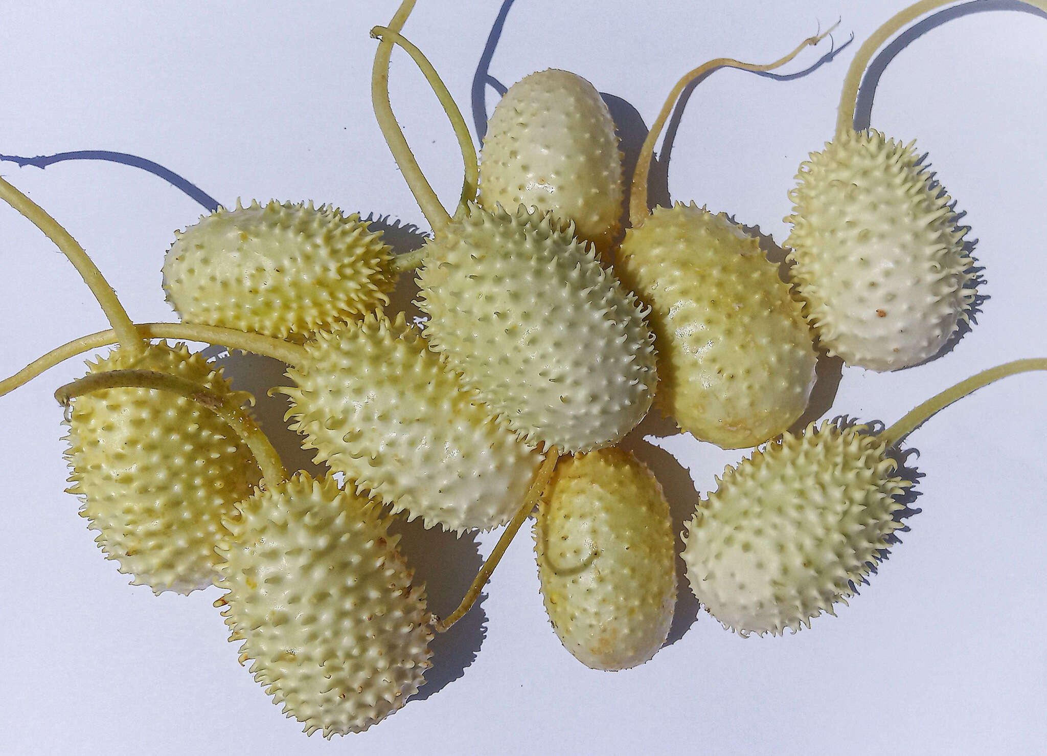 Image of West Indian gherkin