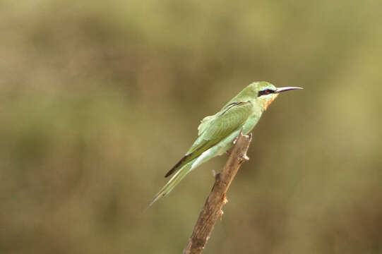 Image of Blue-cheeked Bee-eater