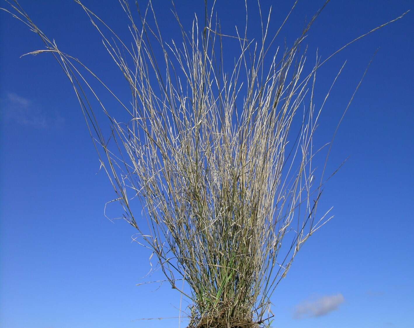 Image of Aristida ramosa R. Br.