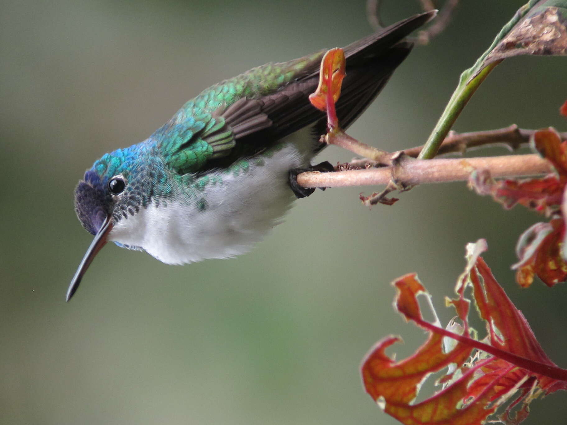 Image of Amazilia franciae