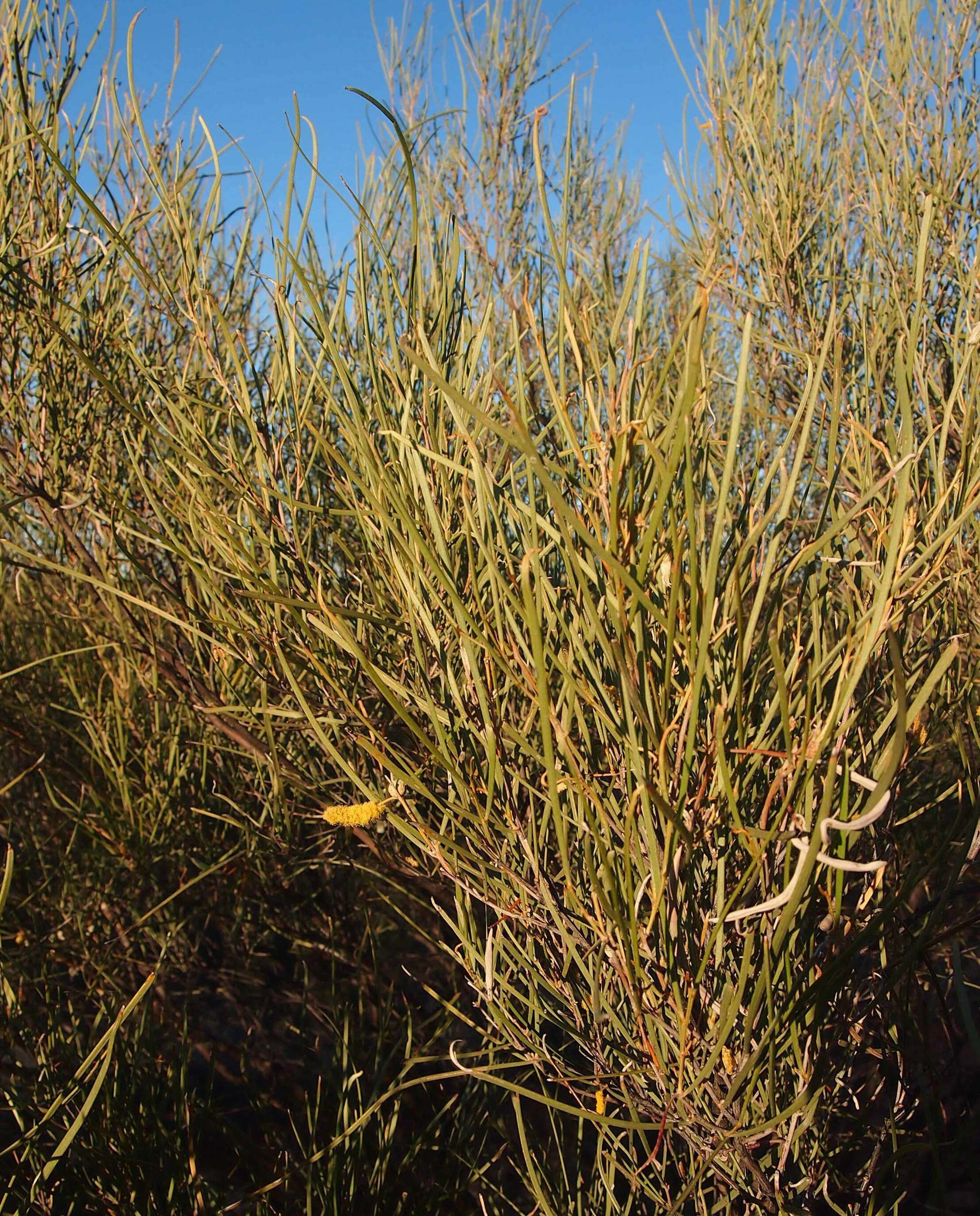 Image of Acacia ramulosa W. Fitzg.