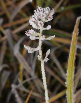 Image of Triantha japonica (Miq.) Baker