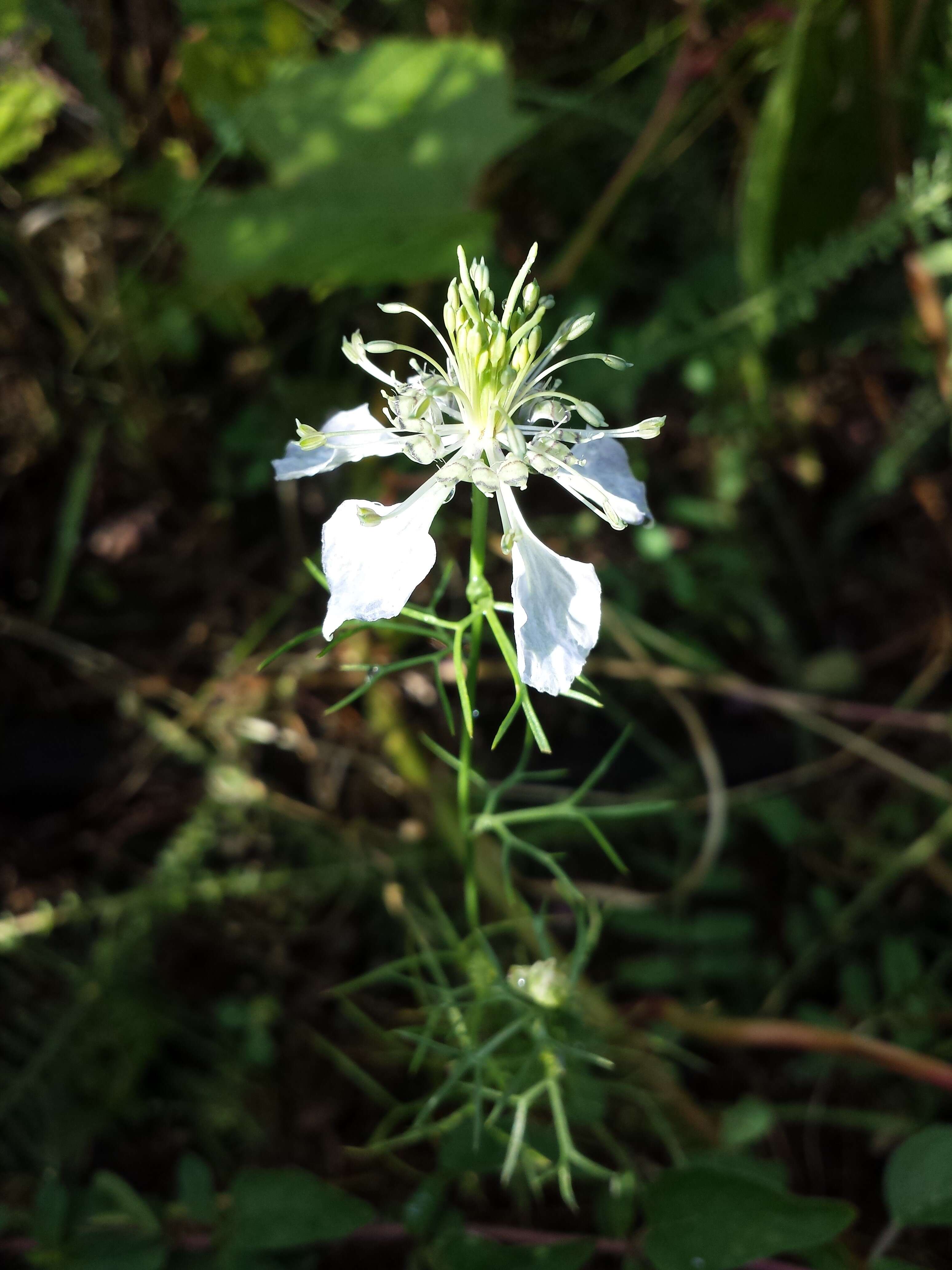 Nigella arvensis L. resmi