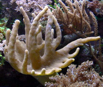 Image of Leather coral