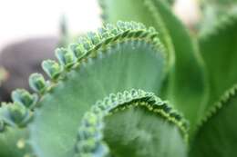 Kalanchoe laetivirens Descoings resmi