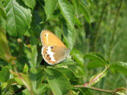 Coenonympha arcania Linnaeus 1761的圖片