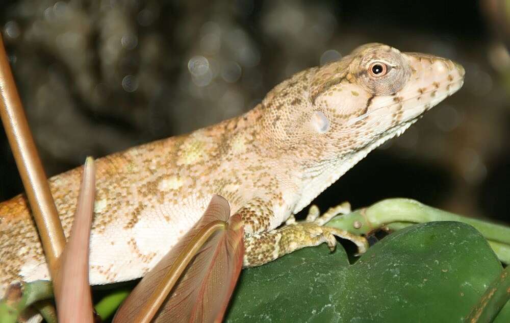 Imagem de Polychrus marmoratus (Linnaeus 1758)