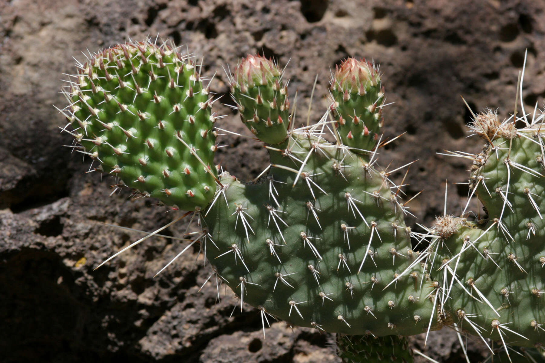 Image of Panhandle Prickly-pear