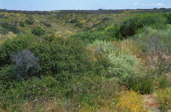 Imagem de Salvia officinalis L.